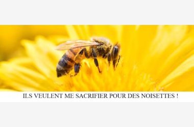 Néonicotinoïdes : les tueurs d'abeilles !